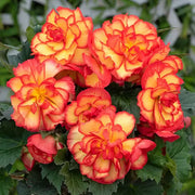 Orange & Yellow Begonia Seeds