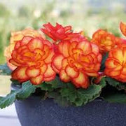 Orange & Yellow Begonia Seeds