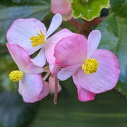 Pink White Begonia Seeds
