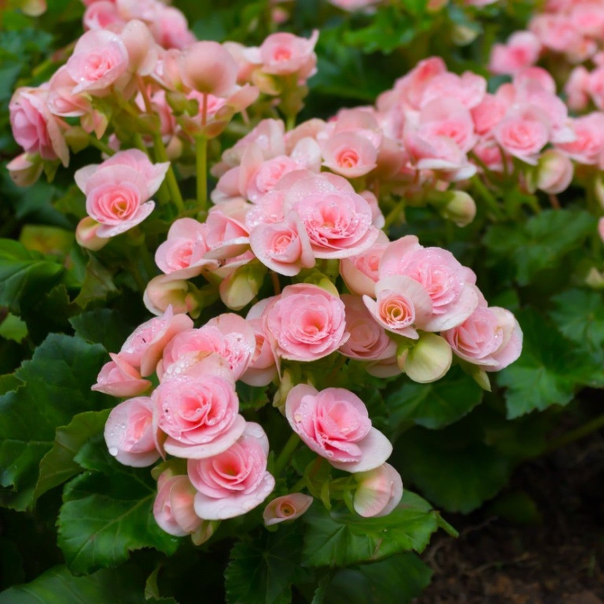 Begonia Seeds – Begonia semperflorens