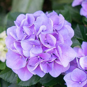 Purple Begonia Seeds