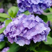 Purple Begonia Seeds