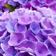 Purple Begonia Seeds