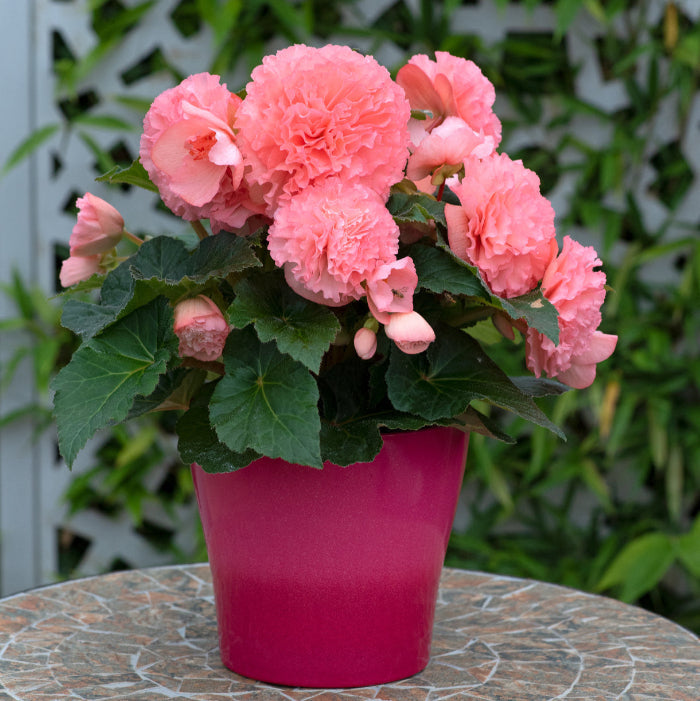 Ruffled Pink Begonia Seeds