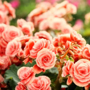 Salmon Begonia Seeds