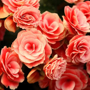 Salmon Begonia Seeds