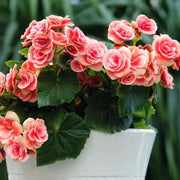 Salmon Begonia Seeds
