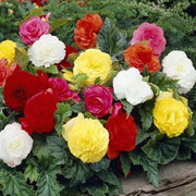 Wildflower Mix Begonia Seeds, Wildflower