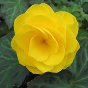 Yellow Begonia Seeds