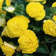 Yellow Begonia Seeds