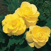 Yellow Begonia Seeds