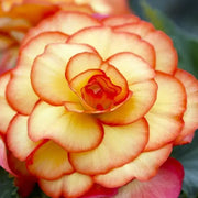 Yellow & Red Begonia Seeds