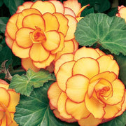 Yellow & Red Begonia Seeds
