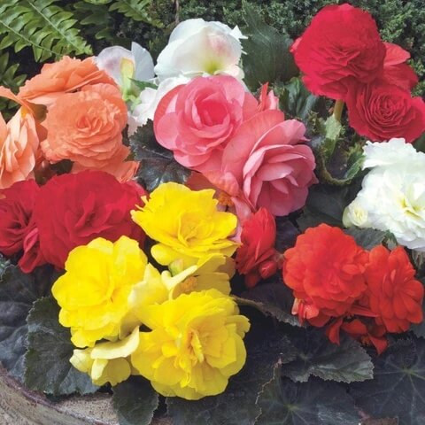 Wildflower Mix Begonia Seeds, Wildflower