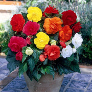 Wildflower Mix Begonia Seeds, Wildflower
