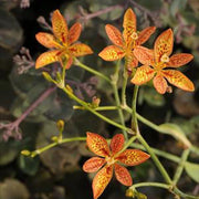 Chinensis Belamcanda Seeds