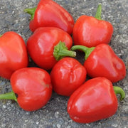 Red Mini Bell Pepper Seeds