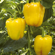 Light Yellow Bell Pepper Seeds