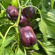 Purple Bell Pepper Seeds