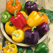 Rainbow Bell Pepper Seeds