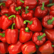 Red Bell Pepper Seeds