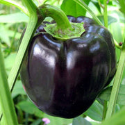 Black Bell Pepper Seeds
