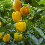 Light Yellow Bell Pepper Seeds