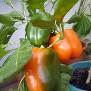 Orange Bell Pepper Seeds