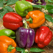 Rainbow Bell Pepper Seeds