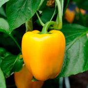 Yellow Bell Pepper Seeds