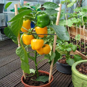 Bell Pepper Seeds - All In One For Home Gardens