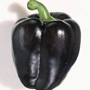 Black Bell Pepper Seeds
