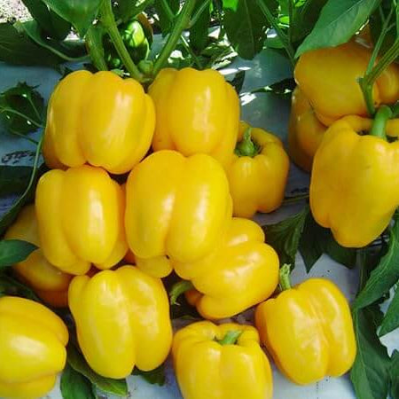 Light Yellow Bell Pepper Seeds