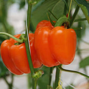 Orange Bell Pepper Seeds