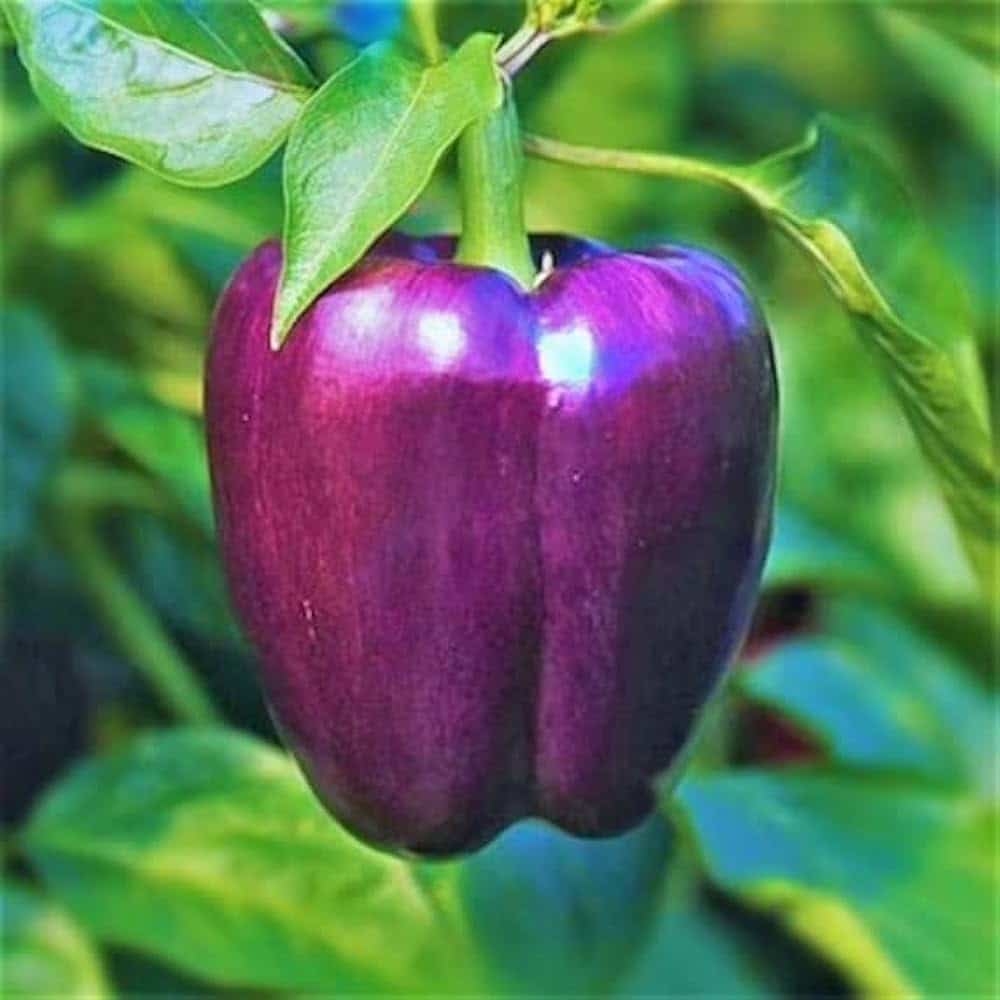 Purple Bell Pepper Seeds