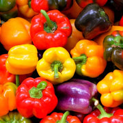 Rainbow Bell Pepper Seeds