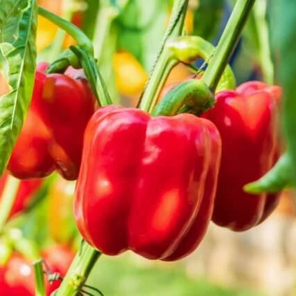 Red Bell Pepper Seeds