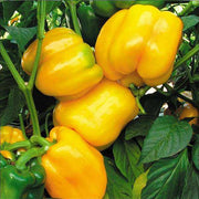 Yellow Bell Pepper Seeds