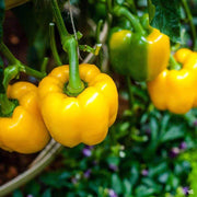 Yellow Bell Pepper Seeds