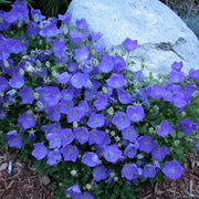 Campanula Carpatica Bellflower Seeds