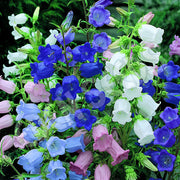 Field Canterbury Bellflower Seeds