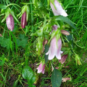 Lavender Campanula Bellflower Seeds