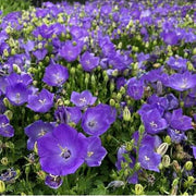 Campanula Carpatica Bellflower Seeds