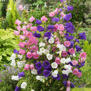 Field Canterbury Bellflower Seeds