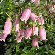 Lavender Campanula Bellflower Seeds