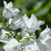 Peach-Leaved Bellflower Seeds