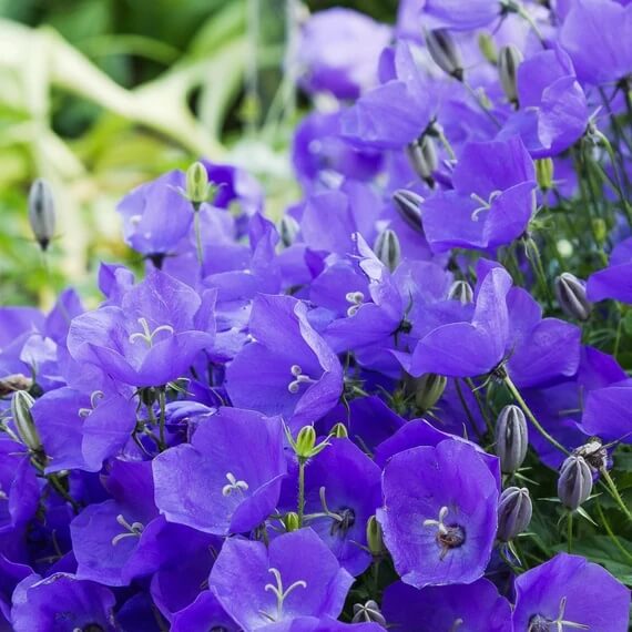 Campanula Carpatica Bellflower Seeds