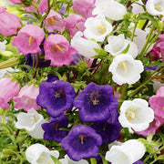 Field Canterbury Bellflower Seeds