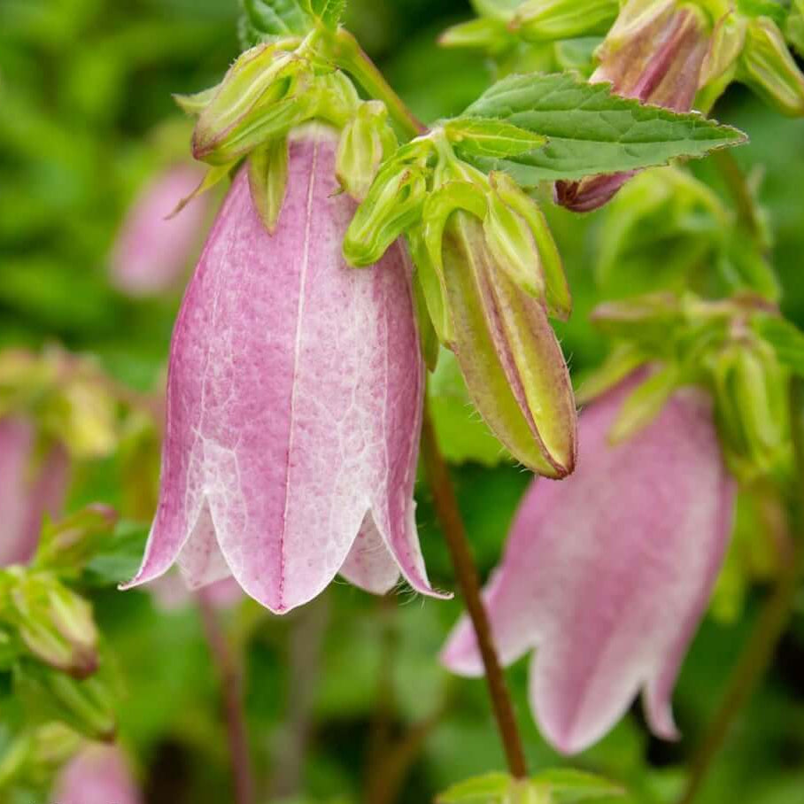 Lavender Campanula Bellflower Seeds