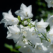 Peach-Leaved Bellflower Seeds
